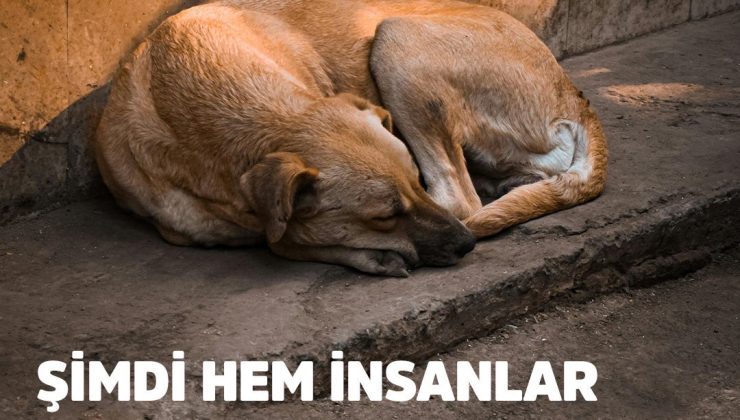 ŞİMDİ HEM İNSANLAR HEM HAYVANLAR DAHA BÜYÜK TEHLİKE ALTINDA !